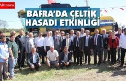 BAFRA’DA ÇELTİK HASADI ETKİNLİĞİ