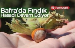 Bafra’da Fındık Hasadı Devam Ediyor