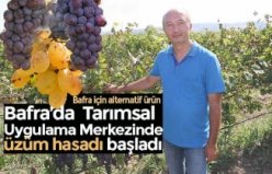 Bafra’da  Tarımsal Uygulama Merkezinde üzüm hasadı başladı