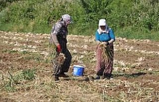 Taşköprü sarımsağının hasadına başlandı