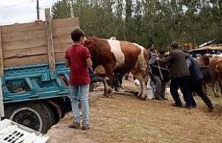 Tokat'ta kurbanlık hayvana şiddet