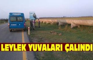 Leylek Yuvaları çalındı