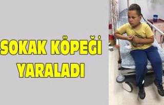 Sokak köpeğinin saldırısına uğradı