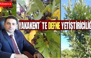 YAKAKENT'TE DEFNE YETİŞTİRİLİYOR