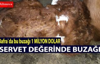 Bu buzağı 1 milyon dolar