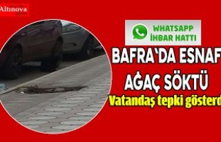 Bafra`da esnaf ağaç söktü