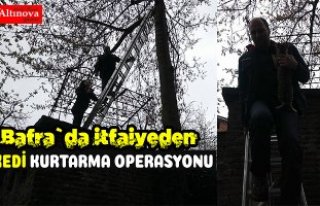 BAFRA`DA KEDİ KURTARMA OPERASYONU