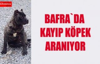 Kayıp köpek aranıyor