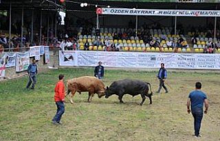 Artvin'de boğalar güreşti