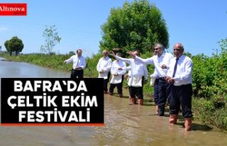 Bafra`da çeltik ekim festivali