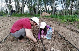 Gümüşhane'de lavanta yetiştiriciliği başladı