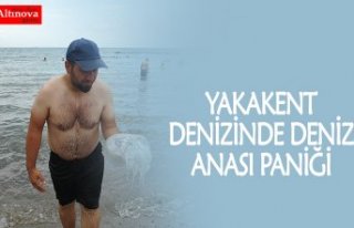 YAKAKENT DENİZİNDE DENİZ ANASI PANİĞİ