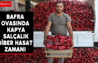 Bafra Ovasında Kapya Salçalık Biber Hasat Zamanı 