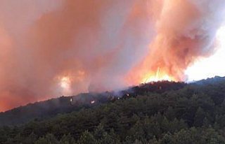 Kastamonu'da orman yangını