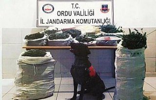 Ordu'daki uyuşturucu operasyonu