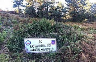 Kastamonu'da uyuşturucu operasyonu