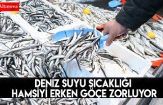 Deniz suyu sıcaklığı hamsiyi erken göçe zorluyor