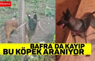 Bafra`da kayıp bu köpek aranıyor