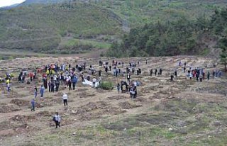 Reşadiye'de fidan dikim etkinliği