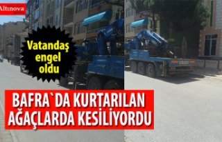 Cami Heyeti Ağaçların Kesilmesini istedi, vatandaş...