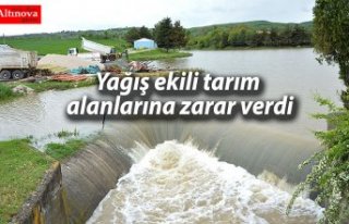 Yağış ekili tarım alanlarına zarar verdi