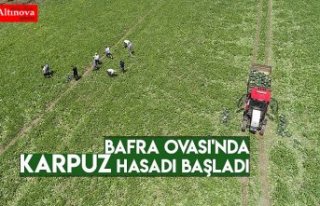 Bafra Ovası'nda karpuz hasadı başladı