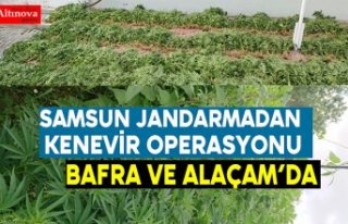 Samsun Jandarmadan Kenevir Operasyonu