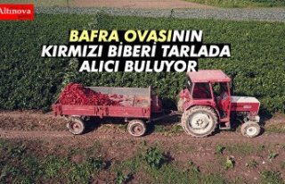 Bafra Ovası'nın kırmızı biberleri toplanmadan...