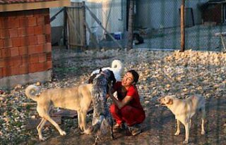 Köpeklerin mutlu olduğu köy