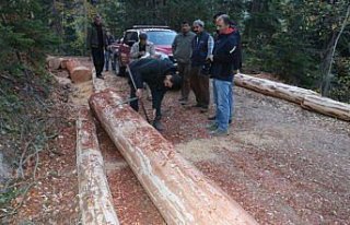 Mudurnu'da ormancılık faaliyetleri