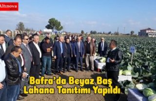 Bafra’da Beyaz Baş Lahana Tanıtımı Yapıldı