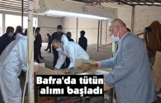 Bafra'da tütün alımı başladı