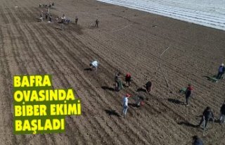 BAFRA OVASINDA BİBER EKİMİ BAŞLADI