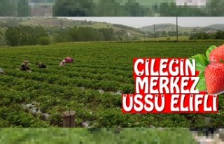 Bilgin, “ ÇİLEĞİN MERKEZ ÜSTÜ ELİFLİ “