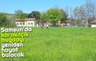 Samsun'da karakılçık buğdayı yeniden hayat...