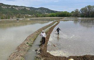 Sinop'ta çeltik ekimine başlandı