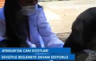 Atakum Belediyesi "Can dostları sevgiyle beslemeye...