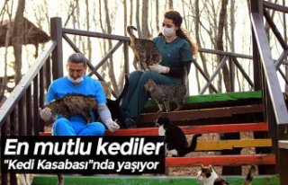 En mutlu kediler "Kedi Kasabası"nda yaşıyor