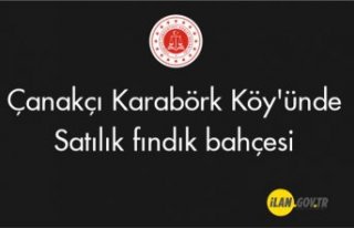 Çanakçı Karabörk Köy'ünde fındık bahçesi...