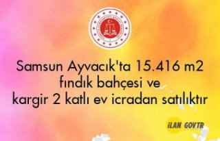 Samsun Ayvacık'ta 15.416 m² fındık bahçesi...