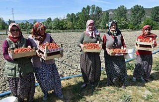 Boyabat'ta çilek hasadı başladı