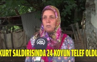 Kurt saldırısında 24 koyun telef oldu