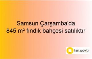 Samsun Çarşamba'da 845 m² fındık bahçesi...