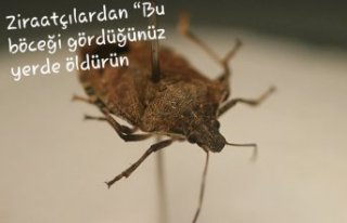 Ziraatçılardan “Bu böceği gördüğünüz yerde...