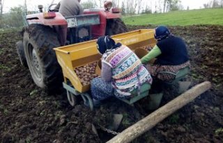 Başçiftlik ilçesinde patates ekimi başladı