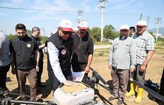 Düzce'de coğrafi işaretli “Konuralp pirinci“nde...