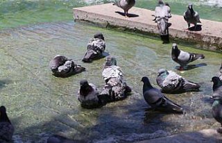 Amasya'da sıcaktan bunalan güvercinler süs...