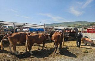 Bayat'ta kurbanlık pazarı hareketlendi