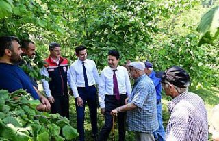 Dikmen'de 1000 samuray arısı doğaya bırakıldı