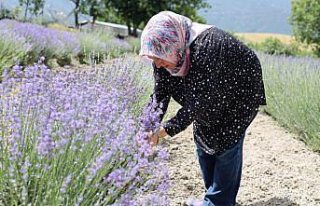 Safranbolu'da lavanta üretim alanında artış